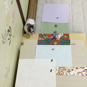 小さなハムスターも”ハムリンピック“✌︎('ω'✌︎ )の画像