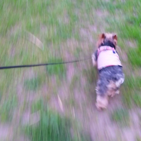 おさんぽの画像