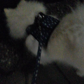 夜の散歩の画像