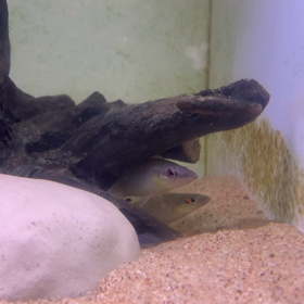 2ペア誕生‼️の画像