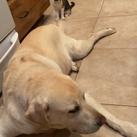 みんなで　仲良く　ズートピアの画像