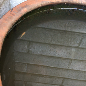 ともぞう家のいきもの6の画像