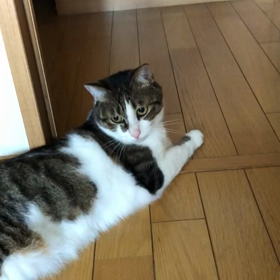 お盆休みとチップ君の夢。デールに保冷剤動画。の画像