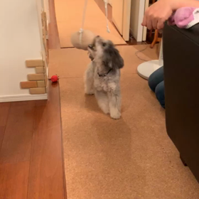 パン食い競争の画像