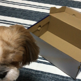 好きなようです。の画像