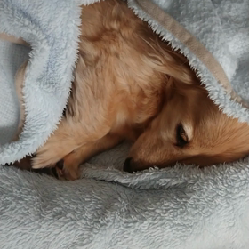 拒否る～!犬(￣▽￣;)の画像
