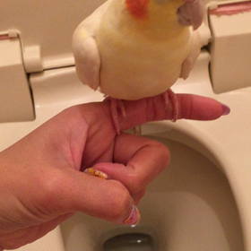 マシュマロ君のおトイレの画像