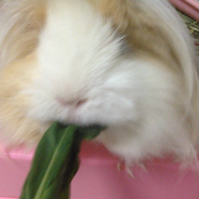 ベジー シュレッダー！の画像