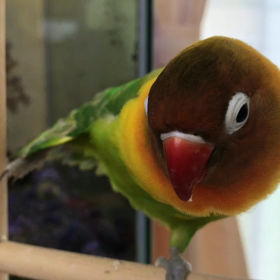 エアロビ？！    メダカ。の画像