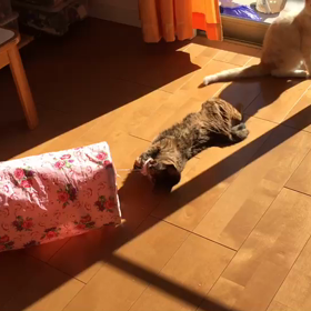 里親様募集中のタンタン、ひよちゃんの画像