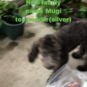 家庭菜園❤️むぎの画像