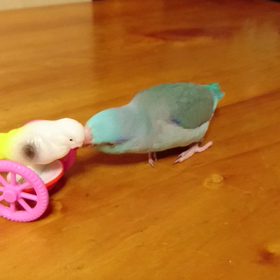 マメルリハのムーさん恋？？の画像