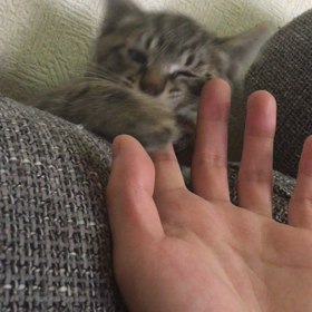 あまえんぼの画像