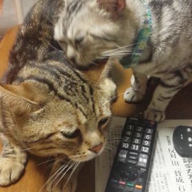 毛繕い、気持ちいいにゃ～♪の画像