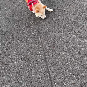 せっかくのお休みだったのに…の画像