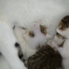 きゃ〜\(◦´-`◦)/♡の画像