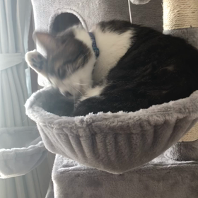 ぺろぺろ♡の画像