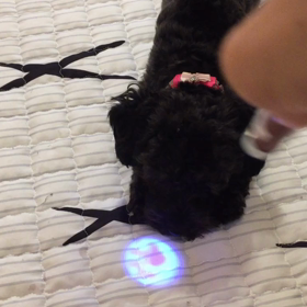 猫みたいな犬。の画像