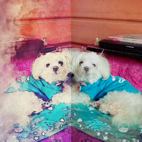 今回も人気投票頂きましたの画像