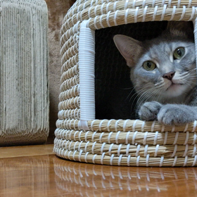 猫ちぐらから、こんにちはの画像