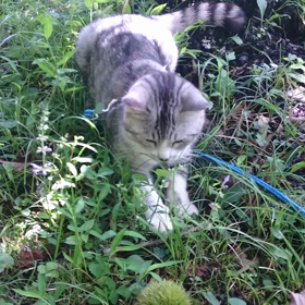初めての栗拾い >^_^<の画像