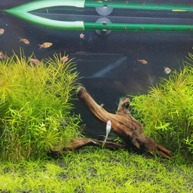 水槽動画の画像