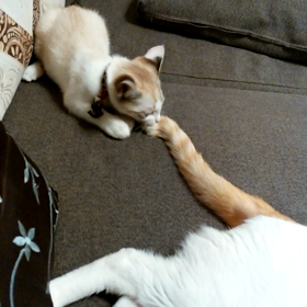 つんでれの画像