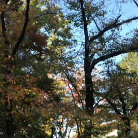 バスの車窓から…|の画像