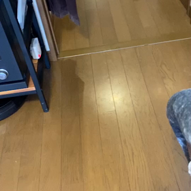 猫  取ってこ〜いの画像