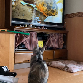 観てる？？の画像