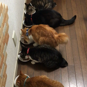 武蔵くんも仲間いりの画像