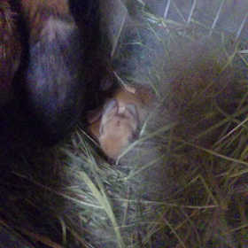 生後4日目  動画の画像