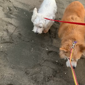 1月16日10わんこと2時間遠足　　お台場の画像