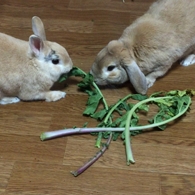 載っけたかどうかわからない動画たちの画像