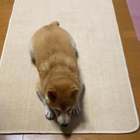 動物病院とワクチン接種の画像