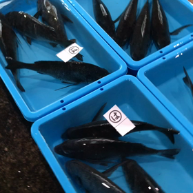 豊浜夕市の様子！全船出漁で豊漁！の画像