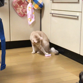 リントに初めて本気怒り のレティの画像