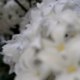 好きな５月がの画像