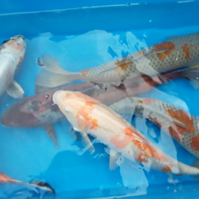 変わり異動の画像