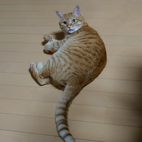 アンテナ見積もりの画像