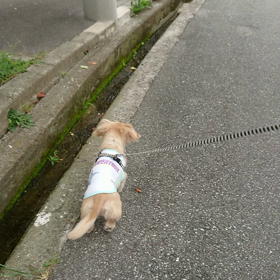 ペース～!犬(￣▽￣;)の画像
