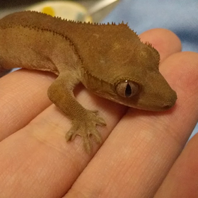 クレスライフ17日めの画像