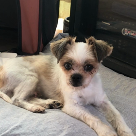 こうきとなつみちゃんになついてますの画像