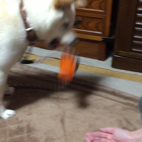 次は、ちょーだいの画像