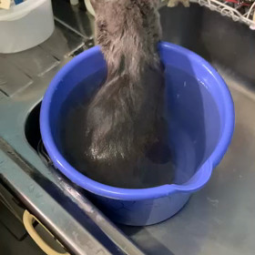 鎖肛の英（はな）ちゃん、温浴の画像