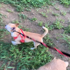 8月2日14わんこと1時間遠足  代々木公園の画像