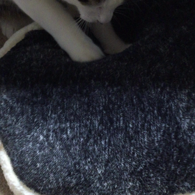 癒されたいの画像