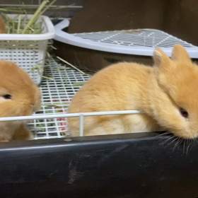 わらわらしてるときーの画像