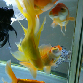 ゴールデンウィーク最終日ですね。の画像