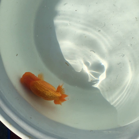 マッチョくんの画像